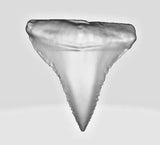 2025 Chad 5000 Franc SHARK TOOTH 1oz 999 Silver Coin